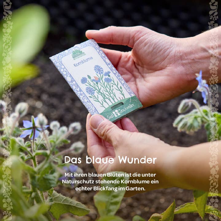 Cornflower (organic) for wholesale by TDJ Stadtgärtner GmbH
