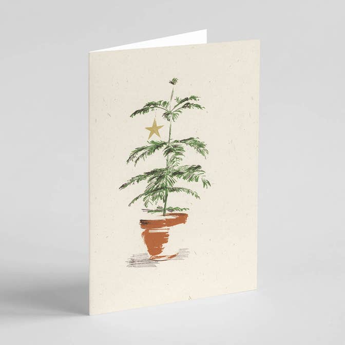 Norfolk Pinie für den Großhandel von Ben Rogers