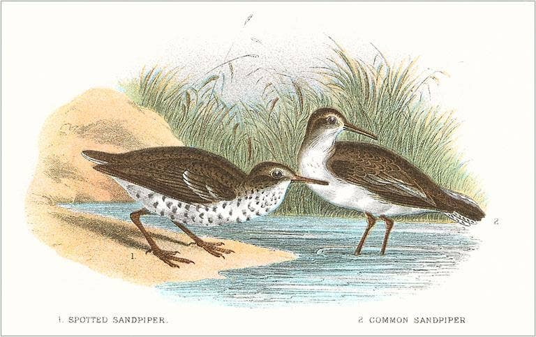 Found Image Press - Wholesale Postcard - Postcard BD-59 Spotted Sandpiper0