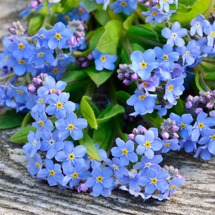 UD - Tubo de vidro 'Don't Forget Me' para plantar por atacado de Garden Pocket