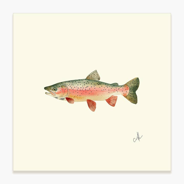 Rainbow Trout - Unframed Art Print for wholesale by Saltbox & Company