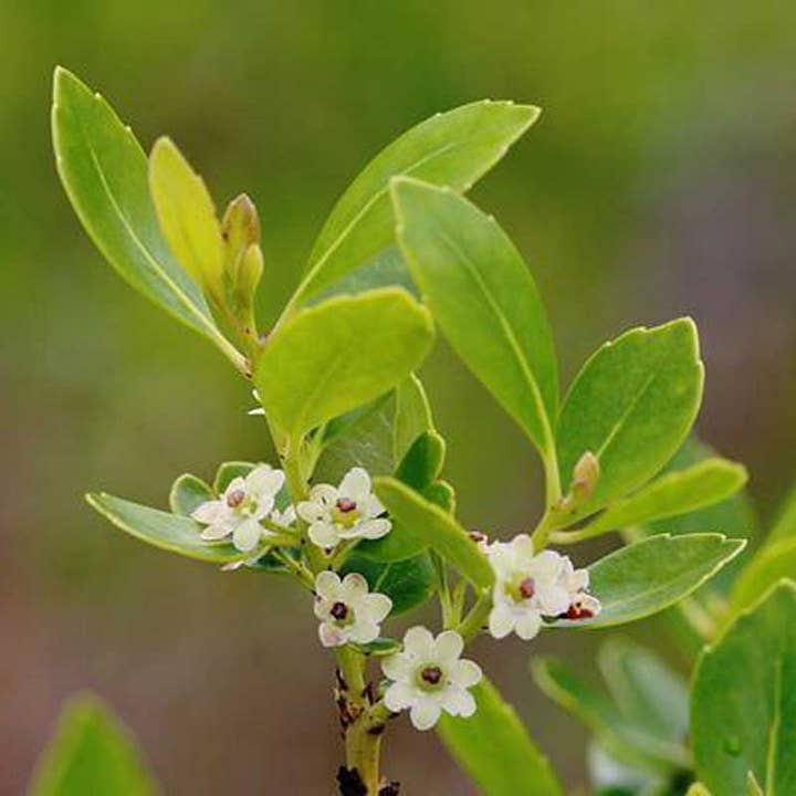 Smiley Honey - Vente Miel - Miel de houx1