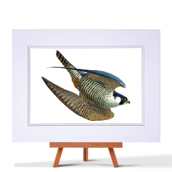 Peregrine Swooping Fine Art Print for wholesale by Julian Friers Wildlife Art & Gifts