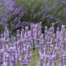 Lavendelknoppar - Örter i lösvikt för wholesale av Back2Nature Herbals