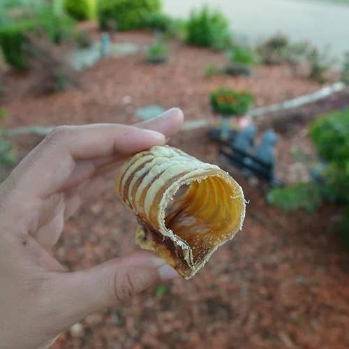 Trachettes - Bulk, 8 oz. for wholesale by QT Dog, LLC