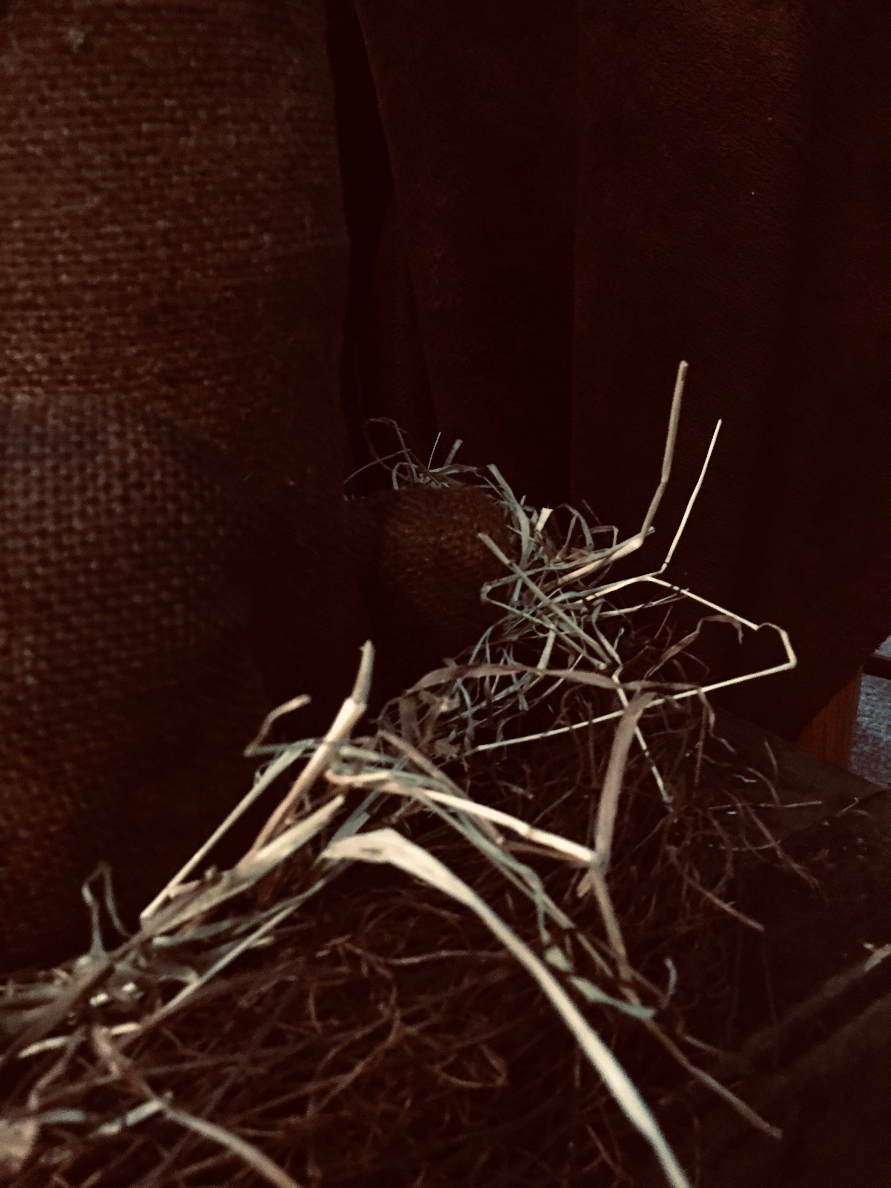 The Cranberry Cornstalk Co. - Wholesale Decorative tabletop object - Orchard  Grass1