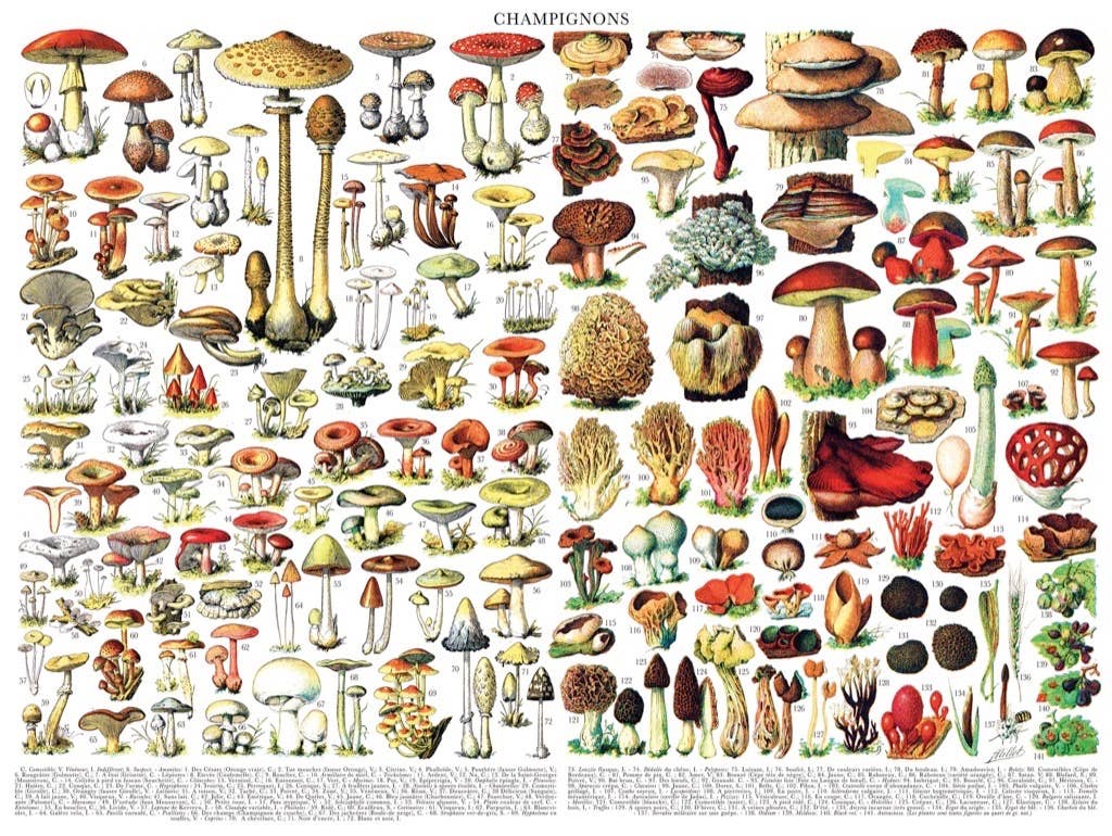 New York Puzzle Company - Wholesale Puzzle - Adult - Mushrooms ~ Champignons - 1000 Piece Jigsaw Puzzle2