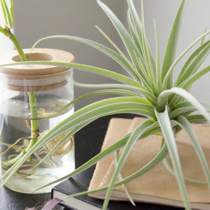 Tillandsia Pohliana | Plante aérienne pour la vente par The Artizan Way