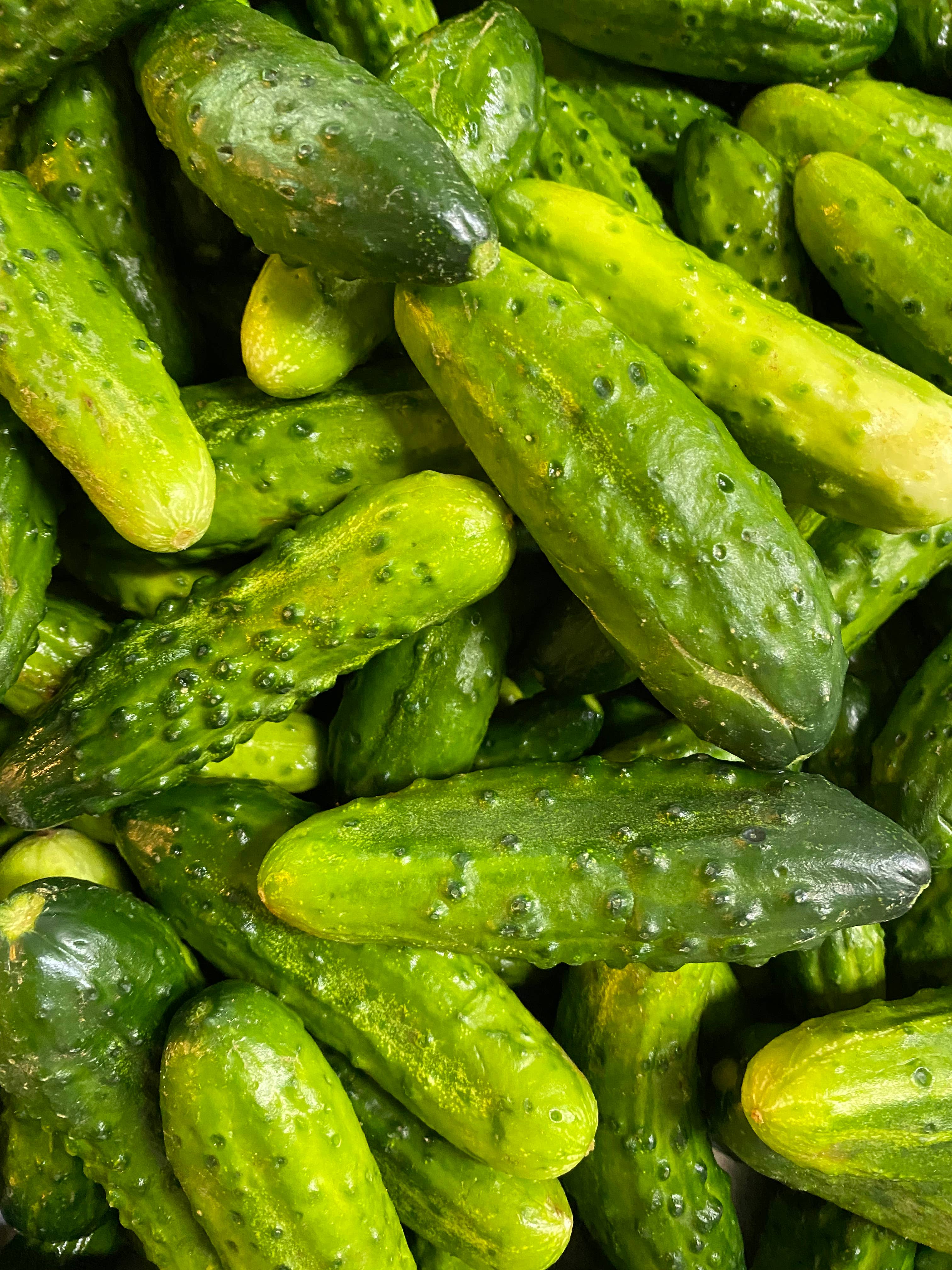 OlyKraut - Wholesale Pickled Vegetables - Organic Sour Pickles1