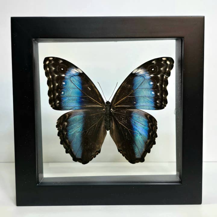 Blue-Banded Morpho Butterfly Shadow Box Frame for wholesale by Enchanted Entomology