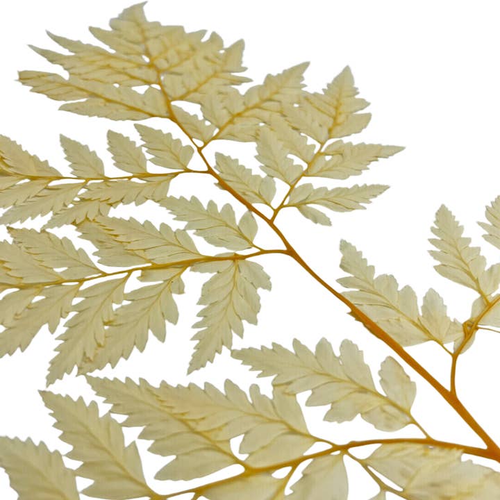 2626 Designs - Vente Fleur séchée/pressée - Fougère Davallia Mariesii séchée et préservée23