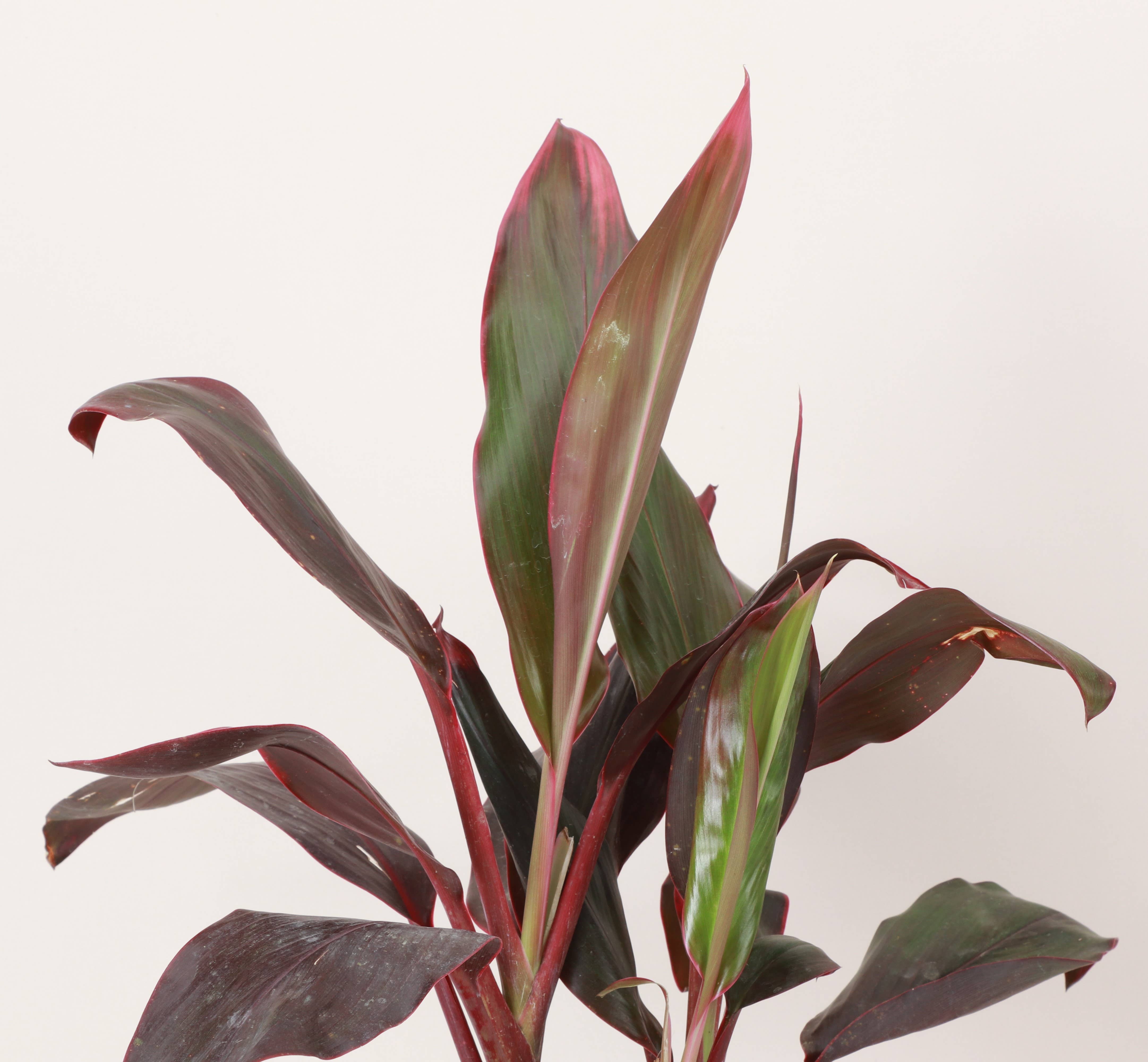 Thorsen's Greenhouse - Wholesale Live Plant - Cordyline 'Red Sister' - Hawaiian Ti Plant 6" Live Plant3