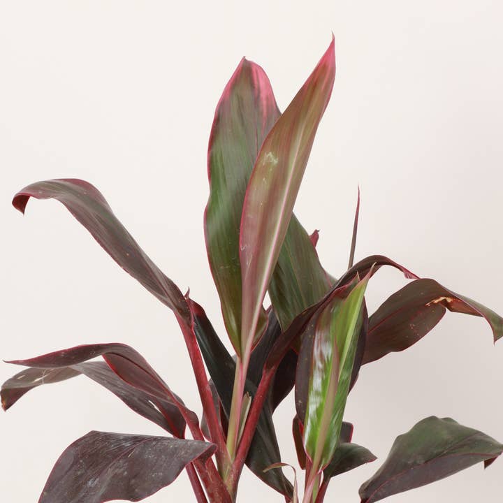 Thorsen's Greenhouse - Wholesale Live Plant - Cordyline 'Red Sister' - Hawaiian Ti Plant 6" Live Plant3