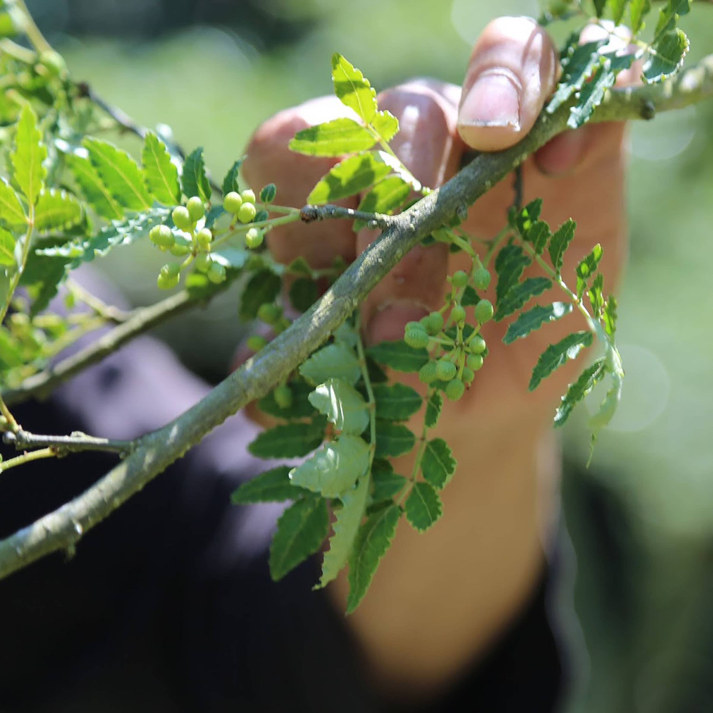 Curio Spice Co - Vente Mélanges d'épices séchées - Edo Spice - Mélange d'épices japonais au citron et piment2