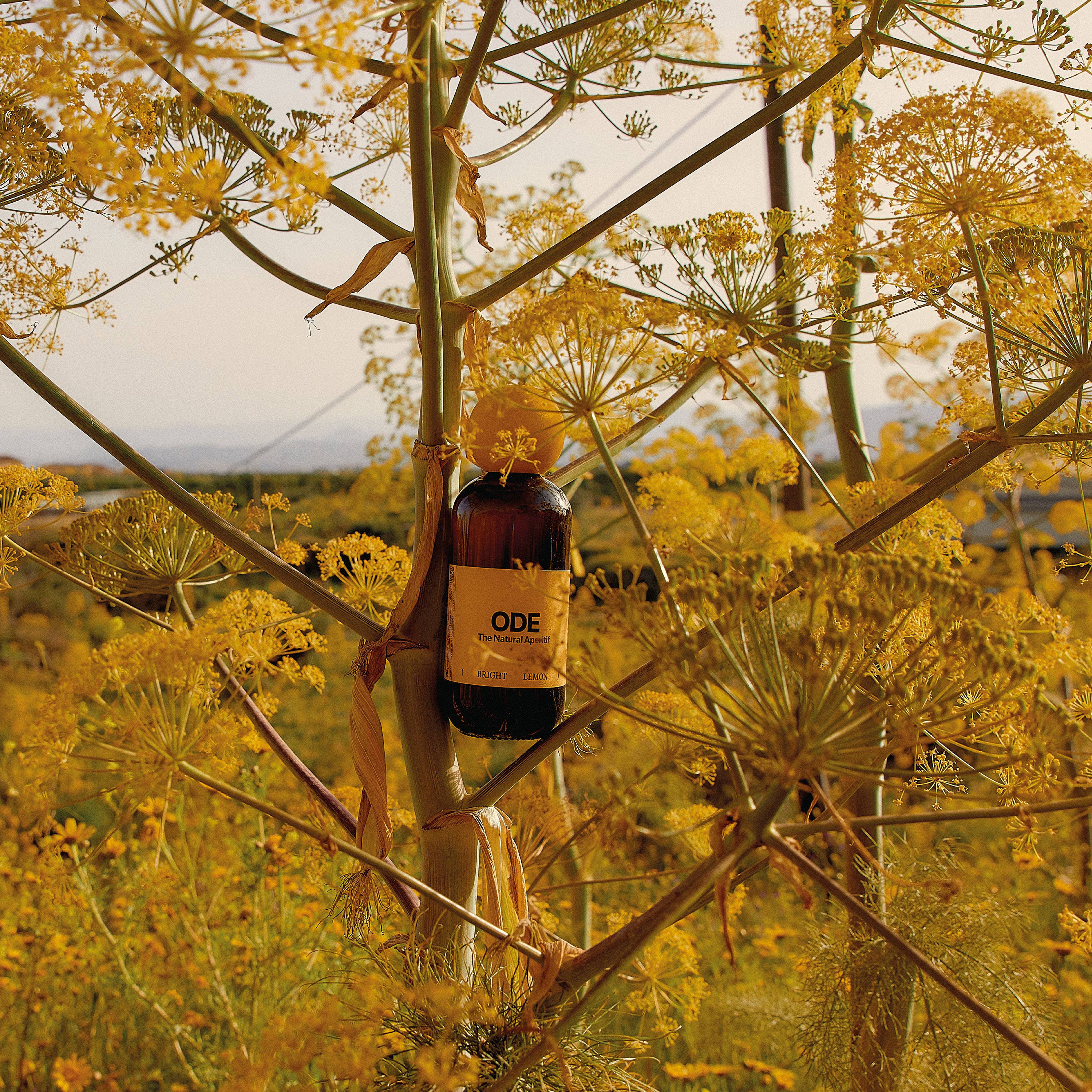 ODE - Wholesale Vermouth/Aperitif - ODE – Bright Lemon1