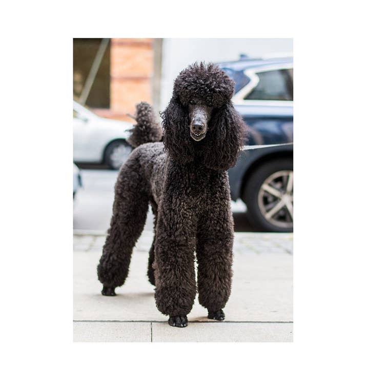 Nico The Poodle Greeting Card for wholesale by The Dogist