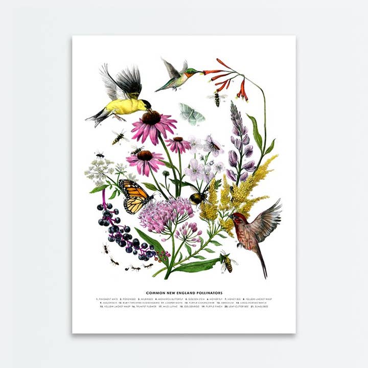 New England Pollinators Poster for wholesale by Amanda Surveski Wildlife Art