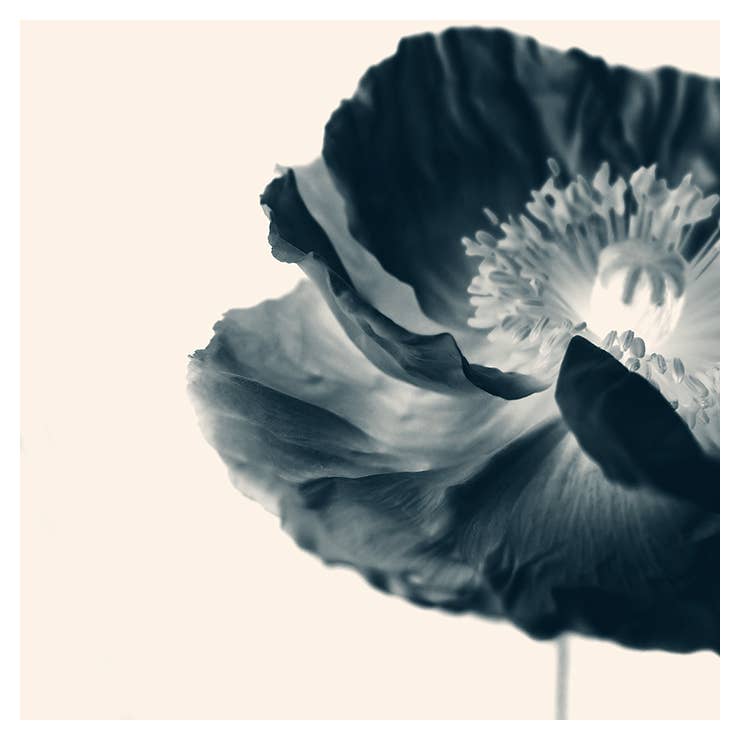 Alicia Bock Print Shop - Wholesale Art Print - Cyan Poppy Fine Art Print0