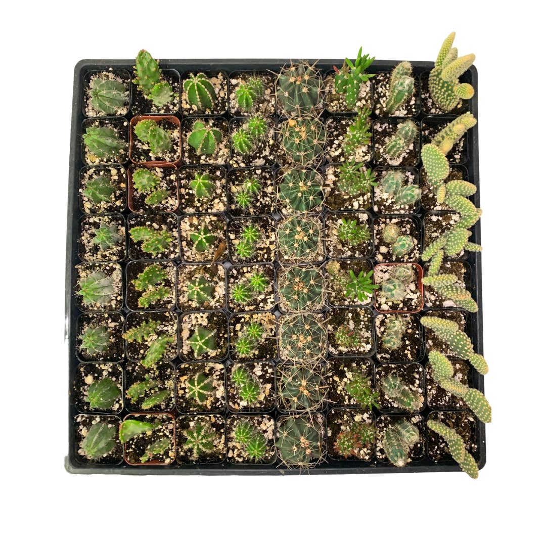 Flow State - Wholesale Live Plant - 2" Assorted Cactus – Wholesale Live Houseplant