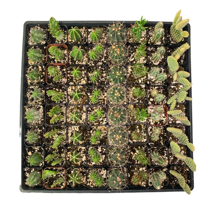 2" Assorted Cactus – Wholesale Live Houseplant for wholesale by Flow State