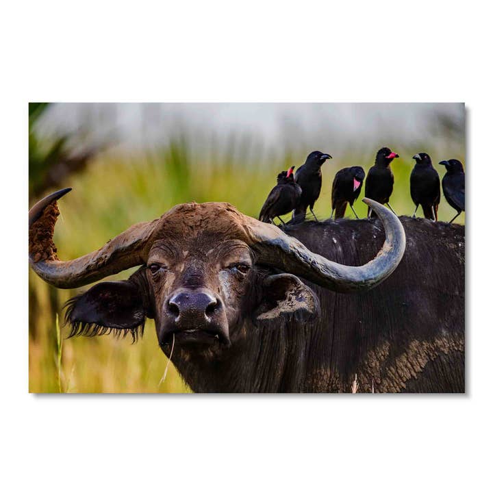 Buffalo and Crow Friends, art mural en acrylique pour la vente par ART BLVD