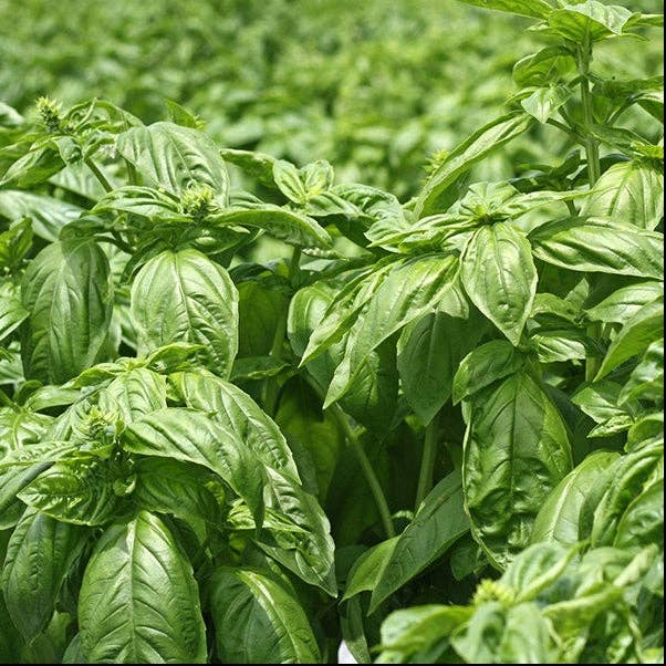 vert basilic thies 1856 ® x Fukuroya Shizuku Serviette de Poche Teinte Naturellement Vert Basilic en vente sur Faire2