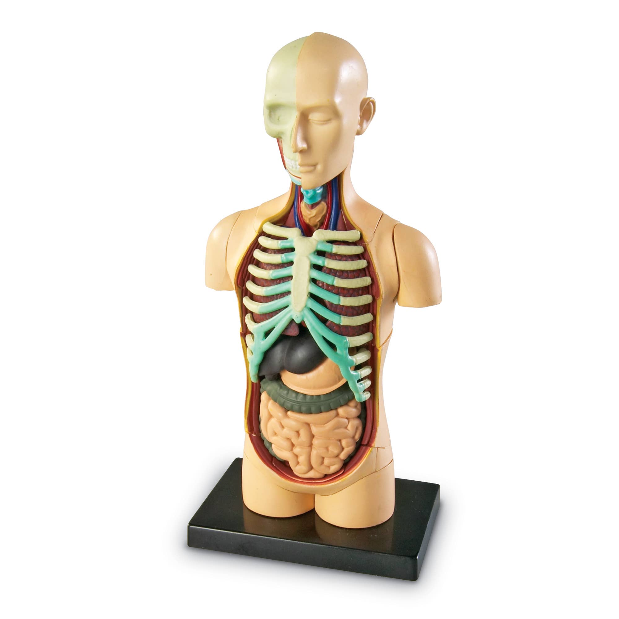 Learning Resources - Wholesale Toy Set - Kids - Human Body Anatomy Model4