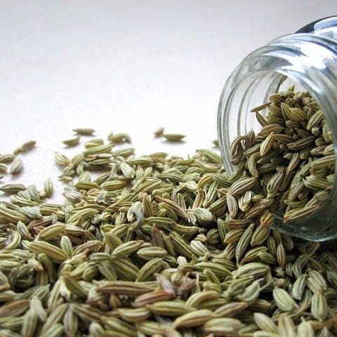 Decker Rd. Seeds - Wholesale Plant Seeds - Fennel Seeds