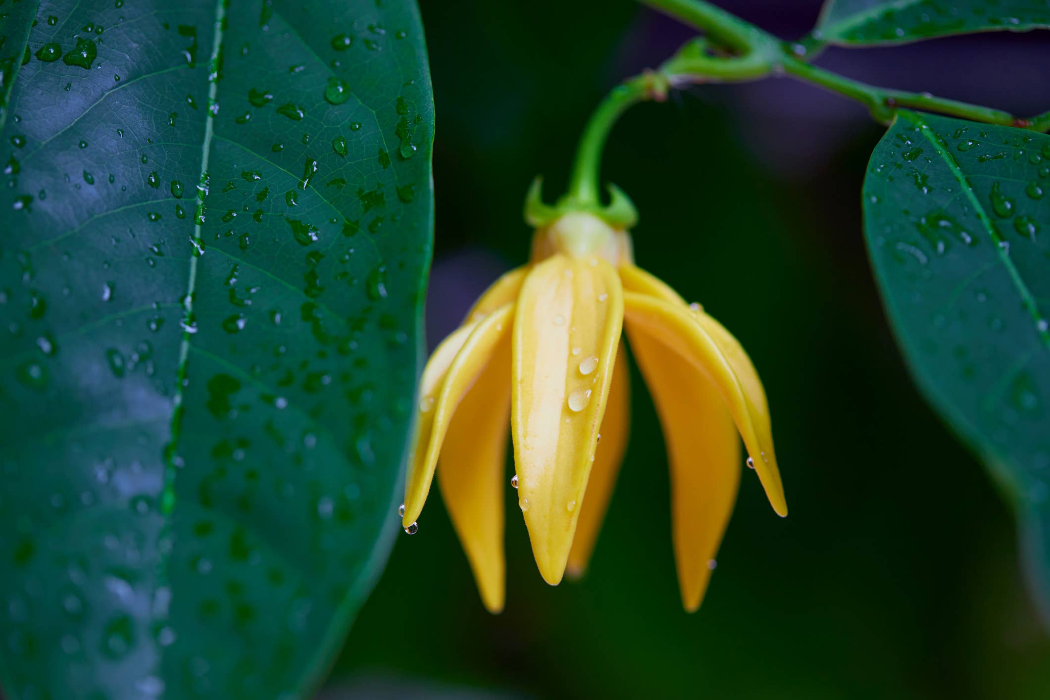 Natural Wholesale - Wholesale Essential Oil - Ylang Ylang Essential Oil - 100% Pure | Wholesale Bulk3