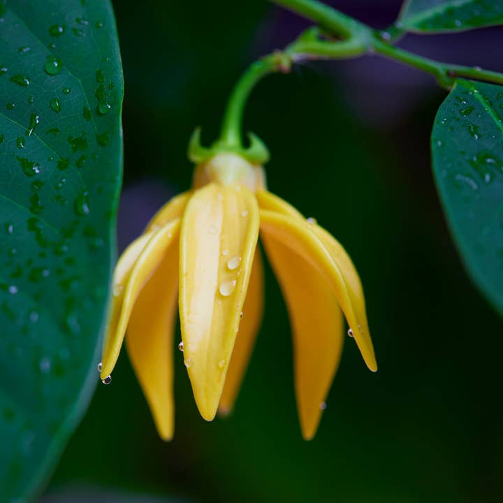 Natural Wholesale - Wholesale Essential Oil - Ylang Ylang Essential Oil3