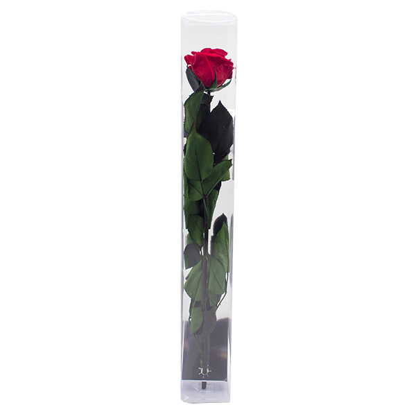 Concari.flores Preservadas - Wholesale Artificial Flowers - ROSE WITH PRESERVED STEM0