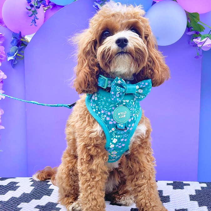 WYLD CUB - Wholesale Pet Harness - Dog - Adjustable Dog Harness: Notting Hill Mint19
