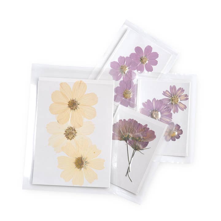 Pressed Cosmos Collection- Assorted Set Of 24 for wholesale by Sugarboo & Co