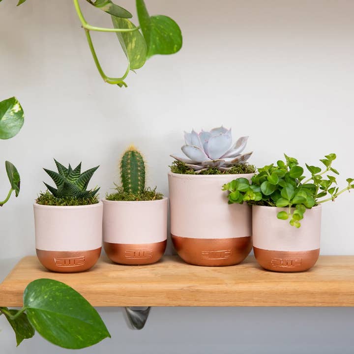 The Little Botanical - Wholesale Plant Pot - Indoor Metallic Dipped Pot/ Planter4