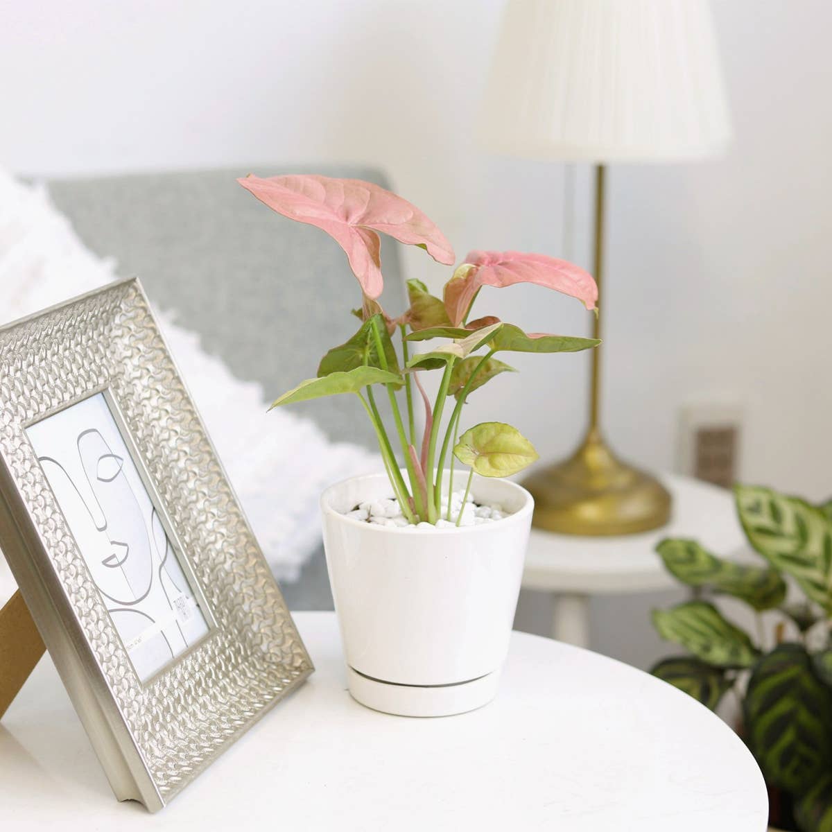 Best Plant Friend - Wholesale Plant Pot - 4 inch White Minimalist Pot with Saucer - Pot for Houseplant6