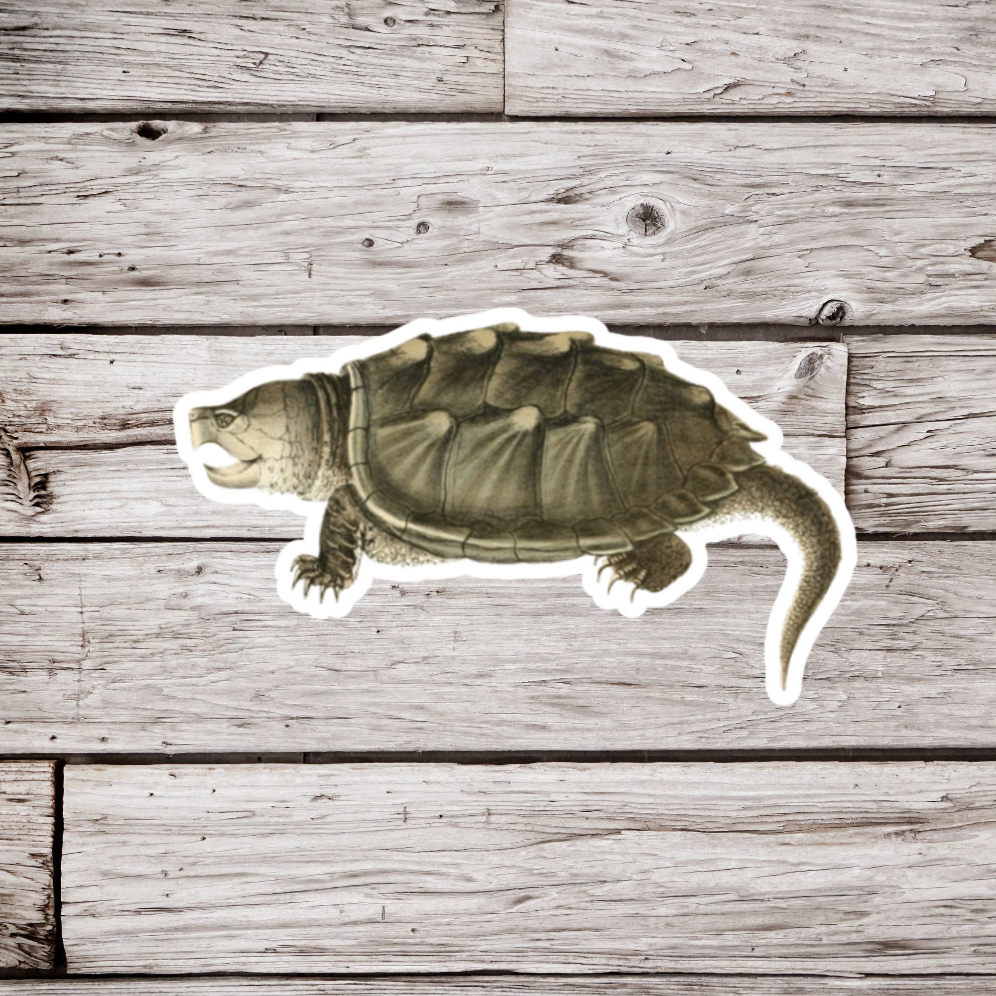 NatureCuts - Wholesale Sticker - Snapping Turtle Sticker, Turtle Sticker, Reptile Sticker