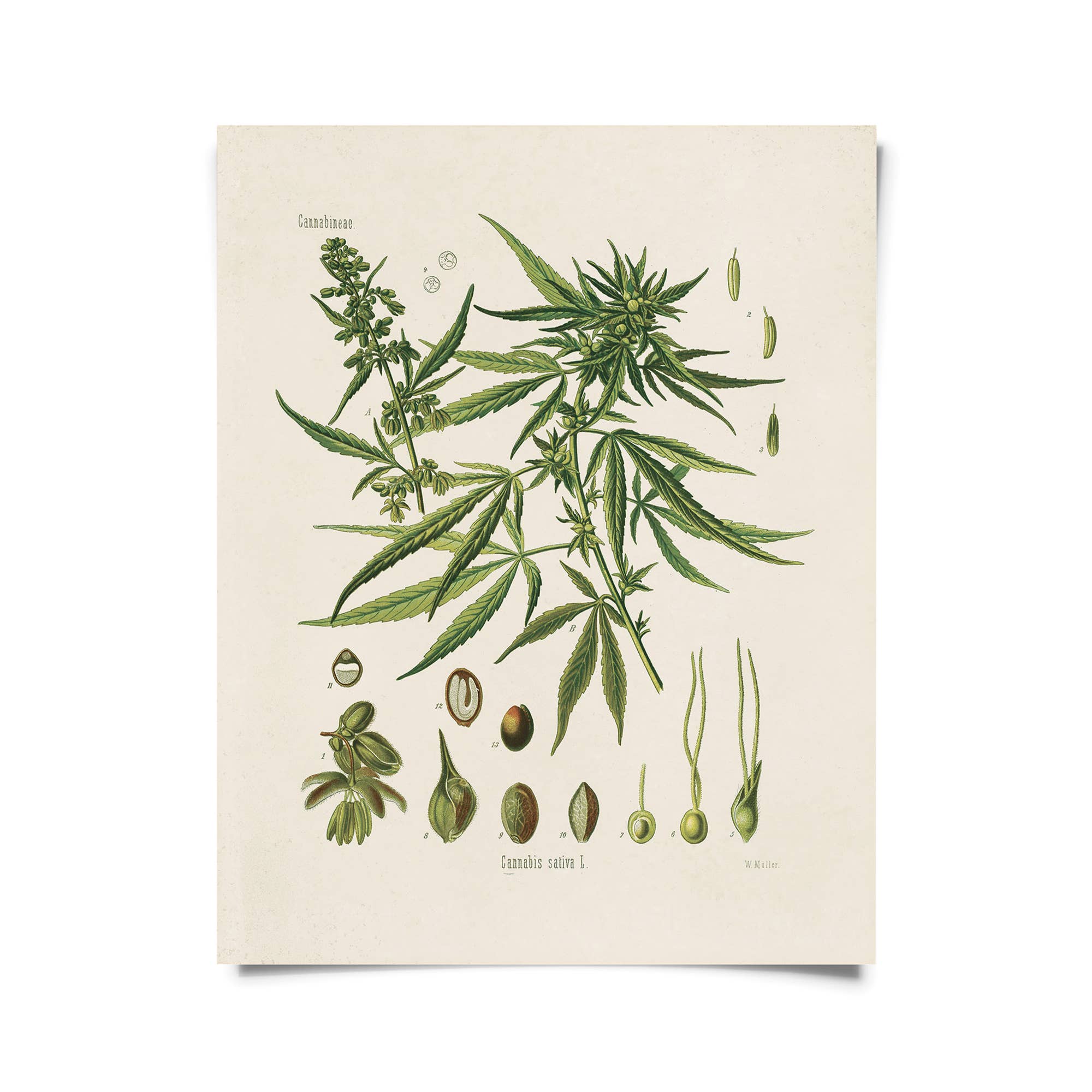Curious Prints – Engroshandel Kunsttryk – Vintage Botanisk Cannabis marihuana Print m/valgfri ramme