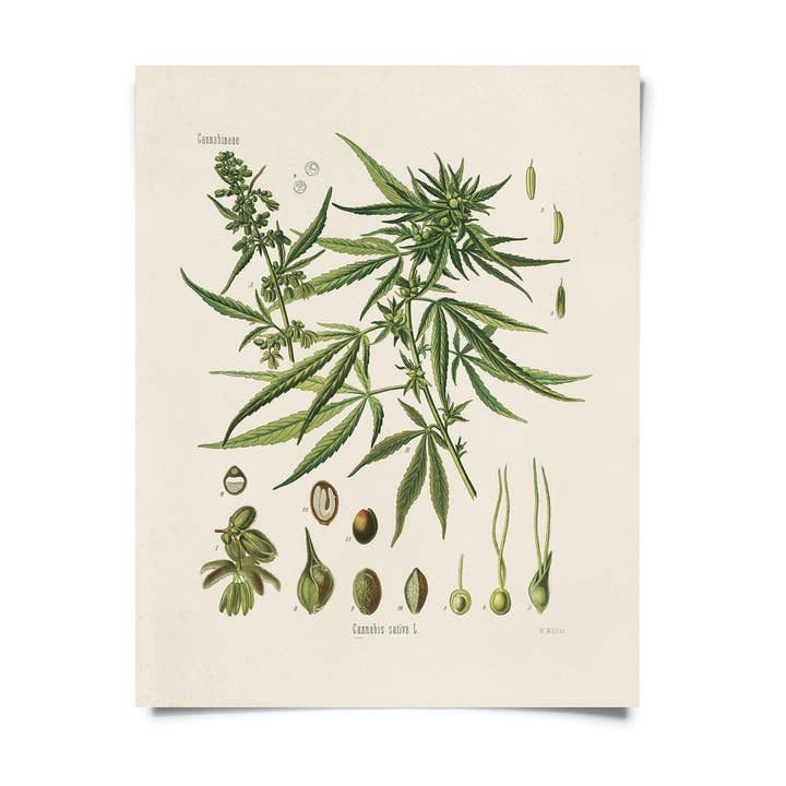Vintage Botanical Cannabis Marijuana Print w/ optional frame for wholesale by Curious Prints