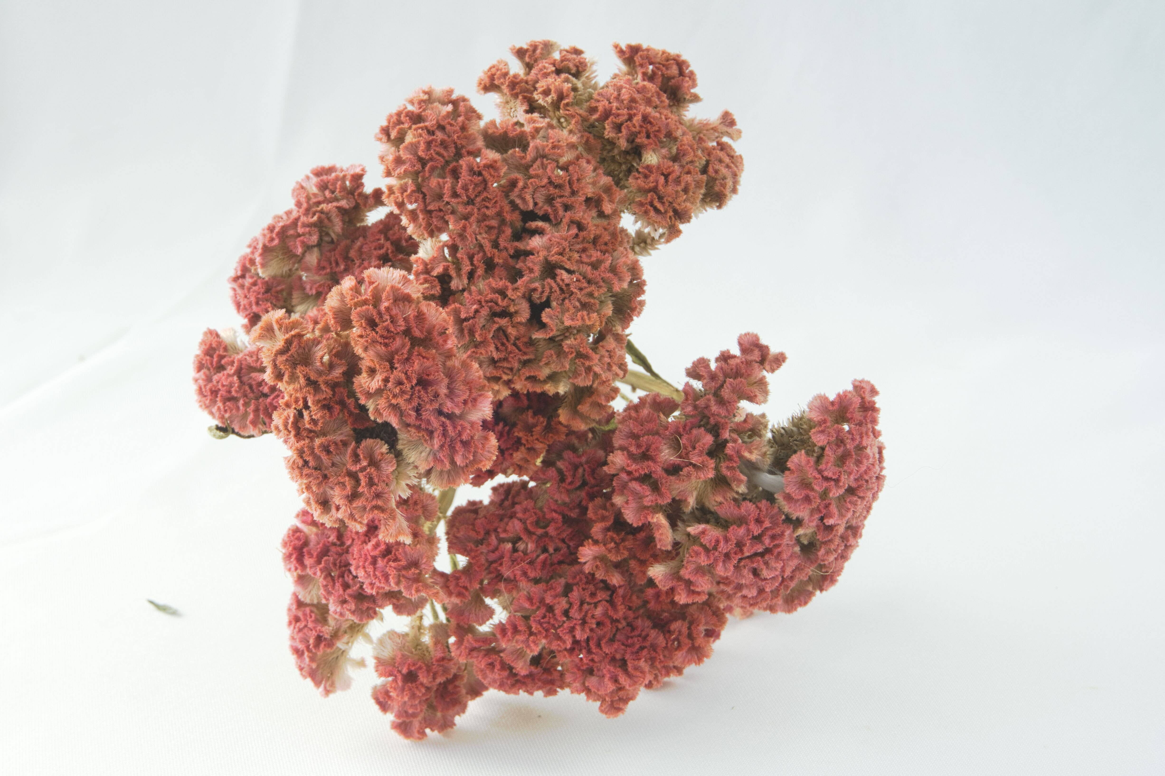 Fence Post Florals - Wholesale Dried/Pressed Flowers - Celosia-Crested -Jura Salmon2