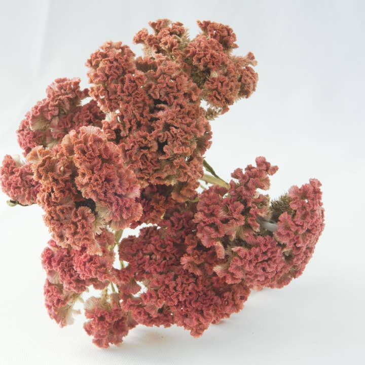 Fence Post Florals - Wholesale Dried/Pressed Flowers - Celosia-Crested -Jura Salmon2