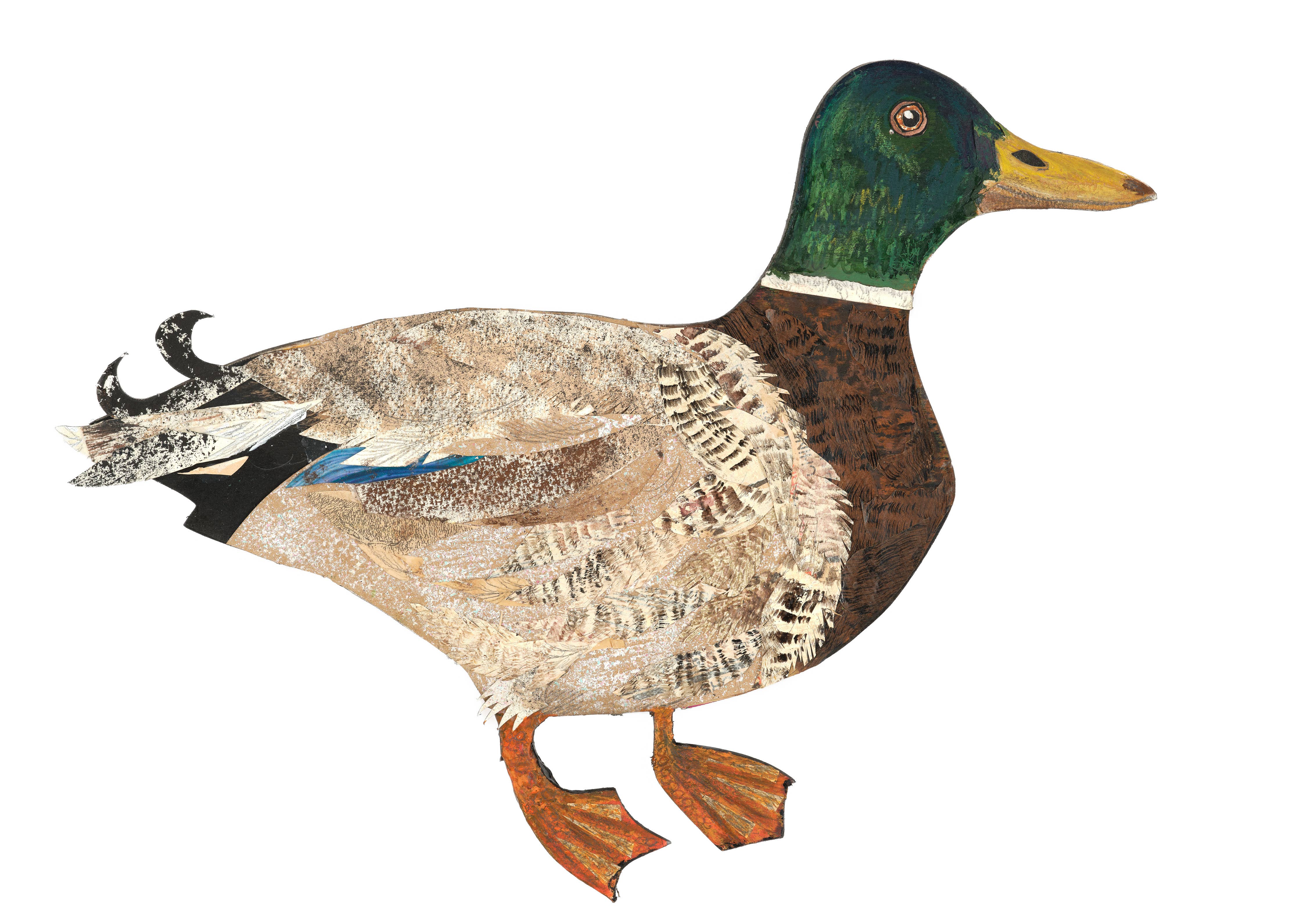 Clare O’Neill Artworks - Vente Décoration murale - Décoration en contreplaqué de bouleau canard colvert1