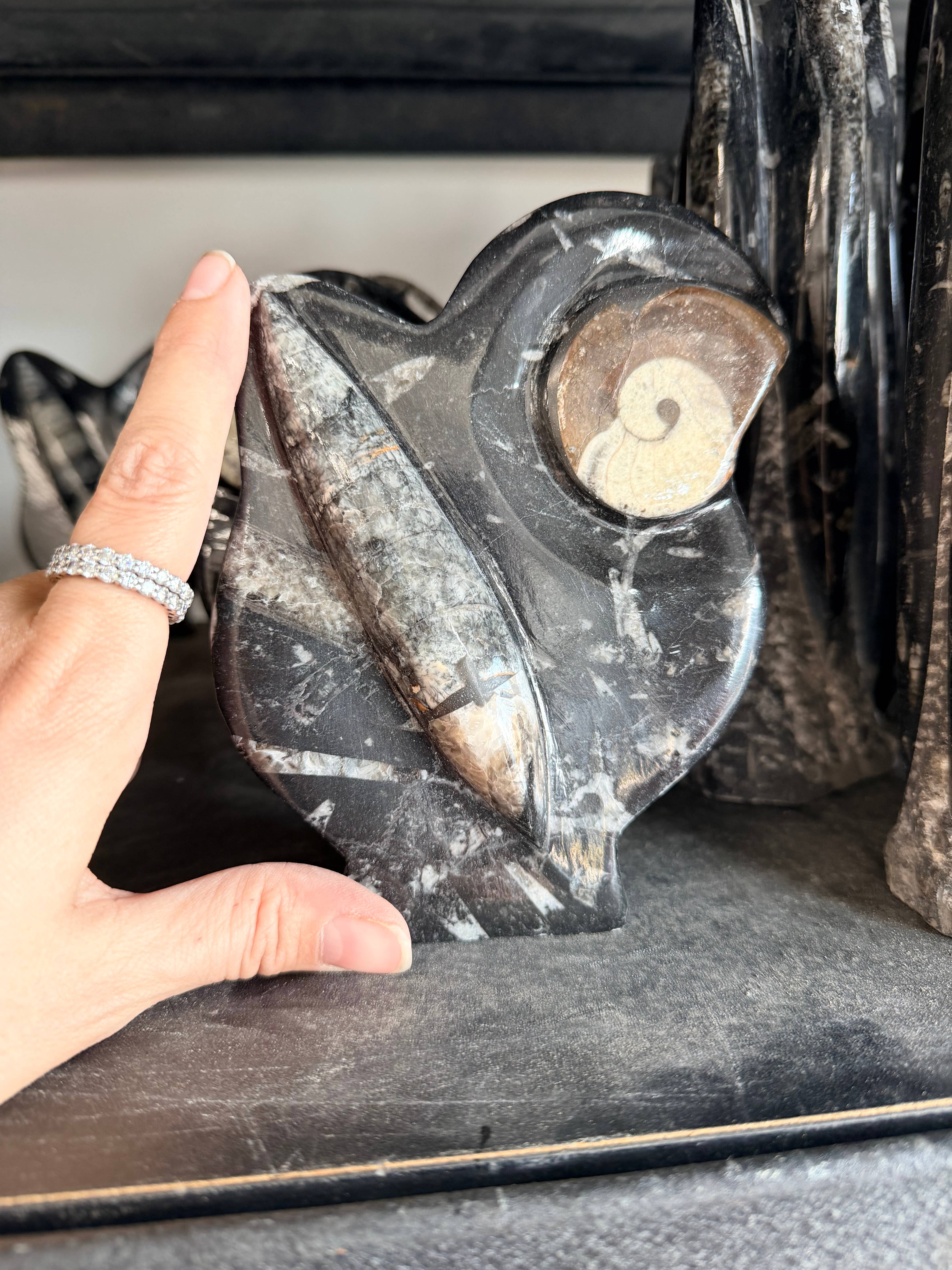 Casablanca Exports - Wholesale Decorative Figurine - Fossil Orthoceras and Goinitite ammonite statue display 1