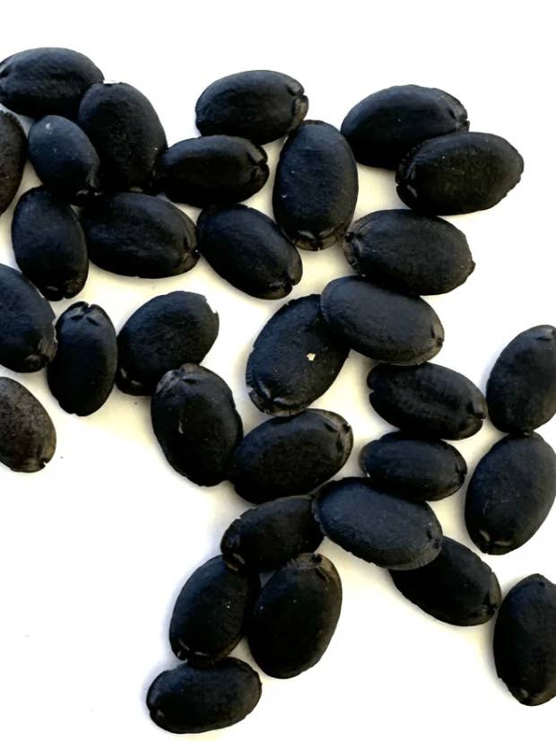 Semillas de luffa para venta al por mayor de Black Cauldron Soap Co.
