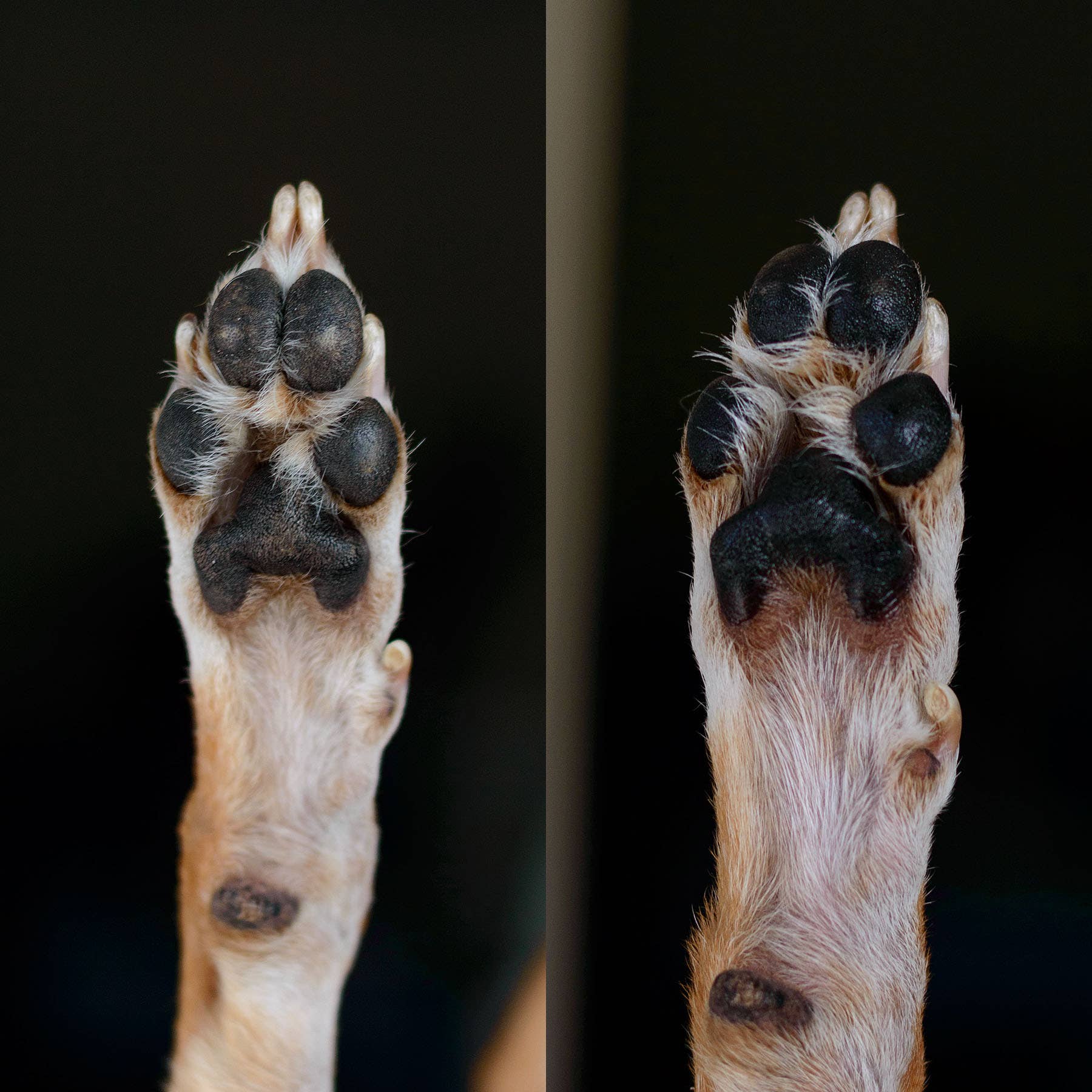 Simply Sage Dog Treats, LLC - Vendita all'ingrosso Accessorio per la cura di zampe/unghie - Balsamo per Zampe di Cane alla Calendula, Cura della Pelle per Animali, Toelettatura per Animali, Cura delle Zampe7