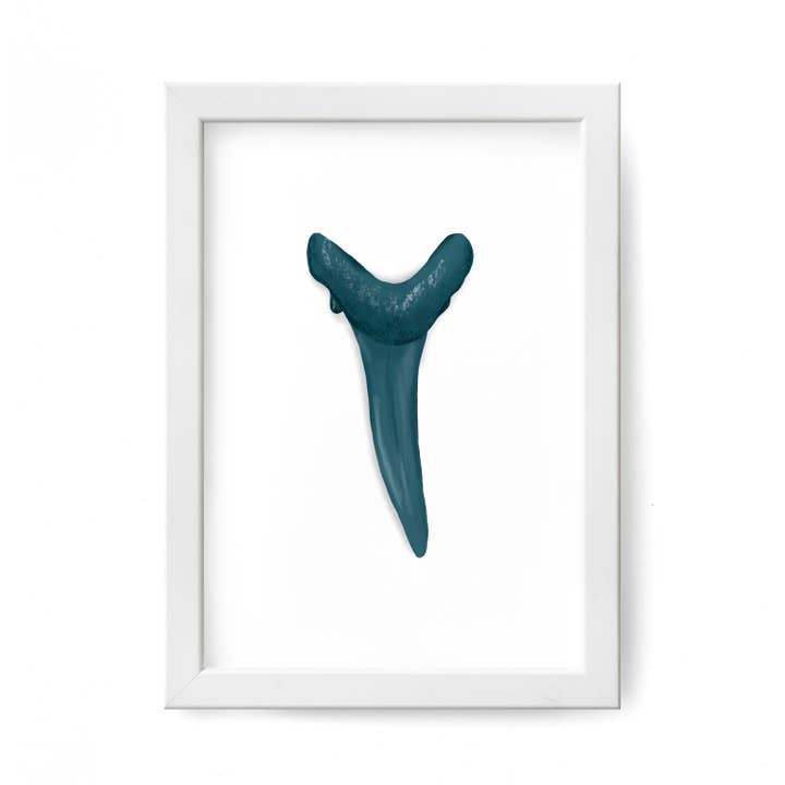Shark Tooth Wall Art, Art Print, Coastal Decor for wholesale by 25 Sweetpeas