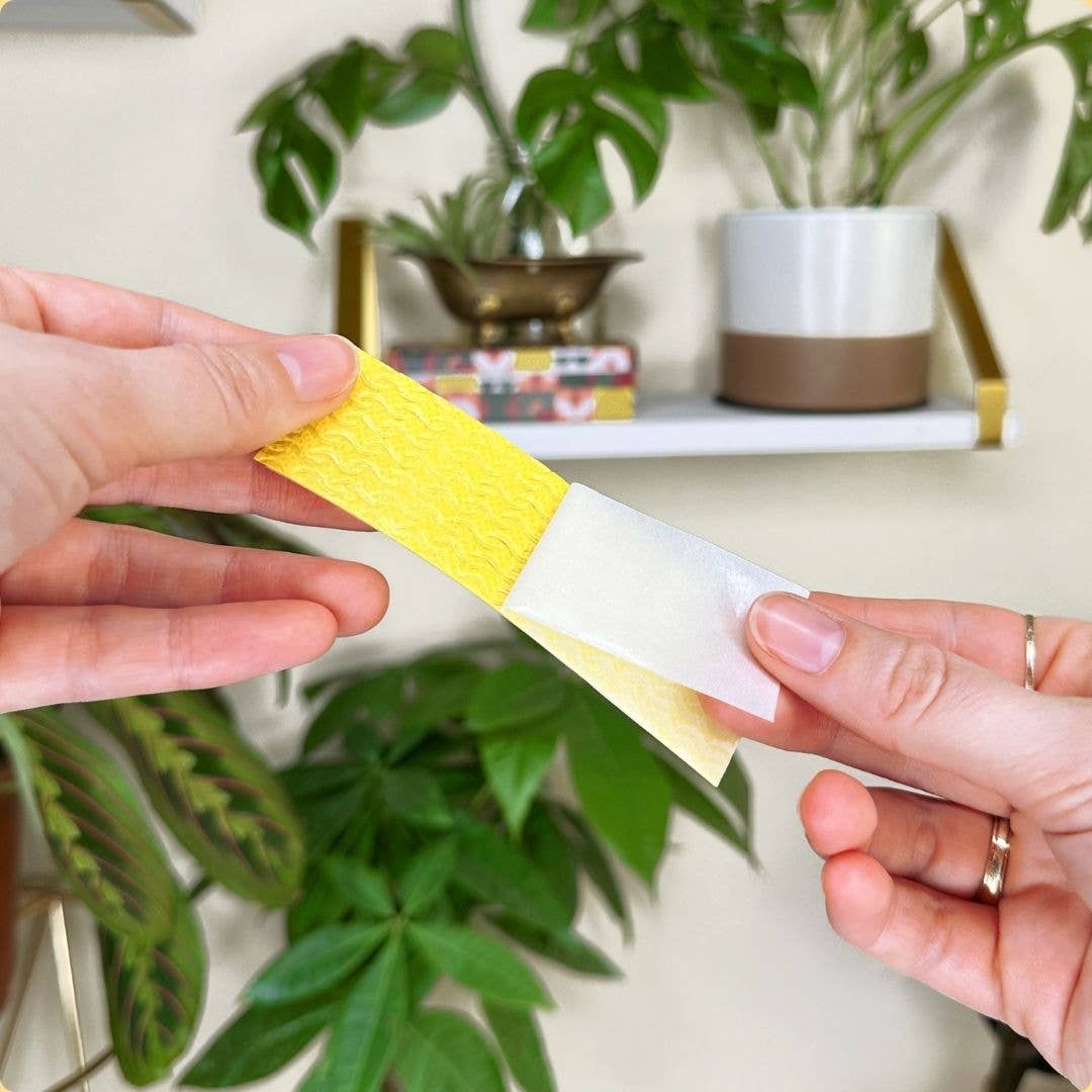 We the Wild Plant Care - Australia - Wholesale Garden Tool - Compostable Gnat Traps - Case of 123