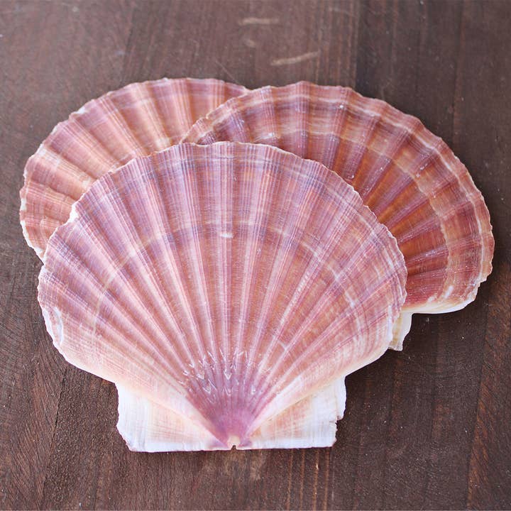 Irish Flat Pectin Seashells - 3-5" (Rough Edges) for wholesale by California Seashell Company