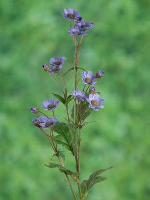 Artificial Mauve Daisy Silk Flower Spray Stem for wholesale by Mezu Silk Flowers