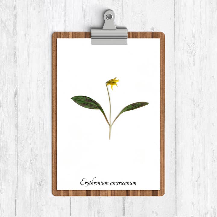 Trout Lily Botanical Print for wholesale by Ecobota