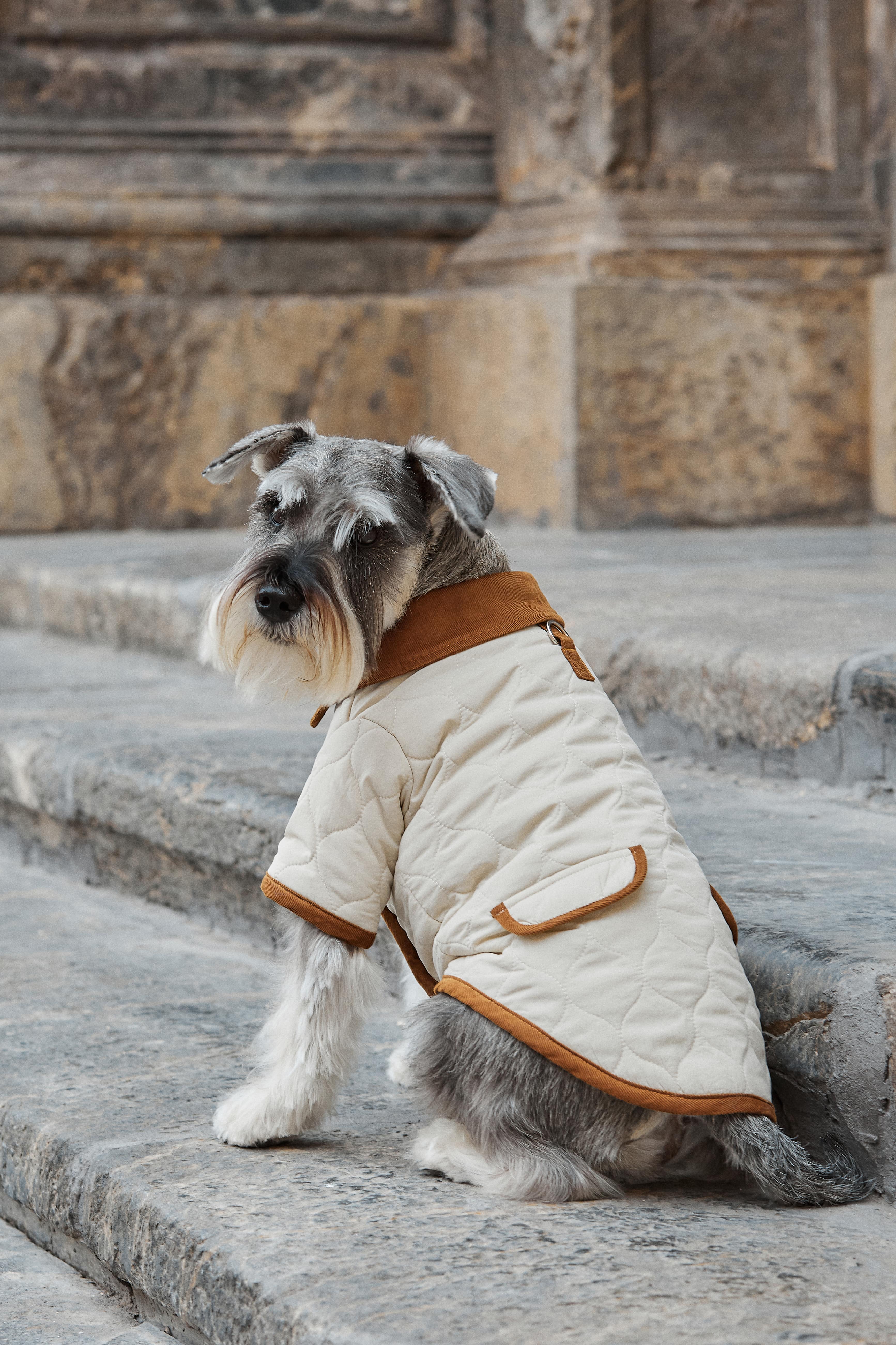 ARISTOPET – wholesale Hundjacka - Hund – Spencer-jacka för husdjur med vaddering och stilren design15